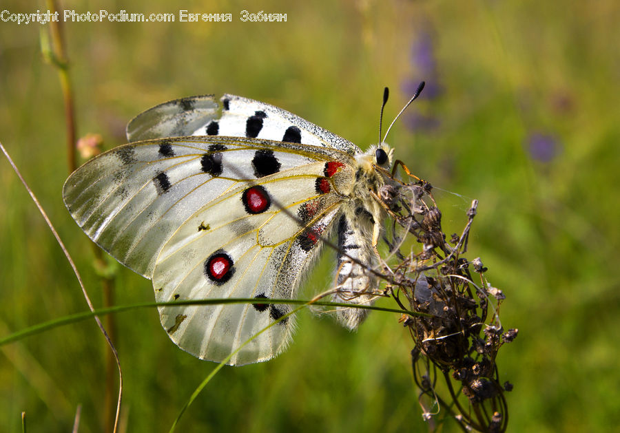 Insect, Invertebrate, Butterfly, Anisoptera, Dragonfly, Arachnid, Garden Spider