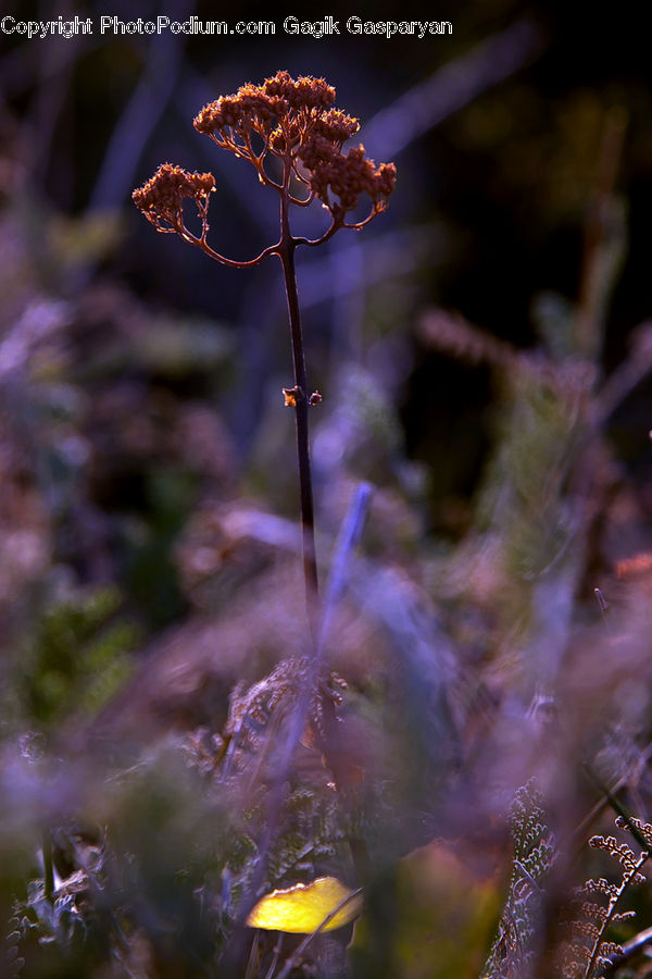 People, Person, Human, Plant, Weed, Blossom, Flora