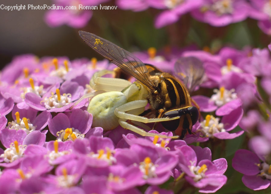 Bee, Insect, Invertebrate, Bumblebee, Honey Bee, Blossom, Flora