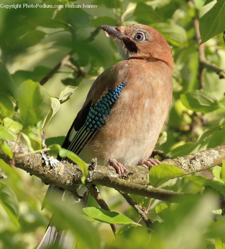 Bird, Blue Jay, Bluebird, Jay