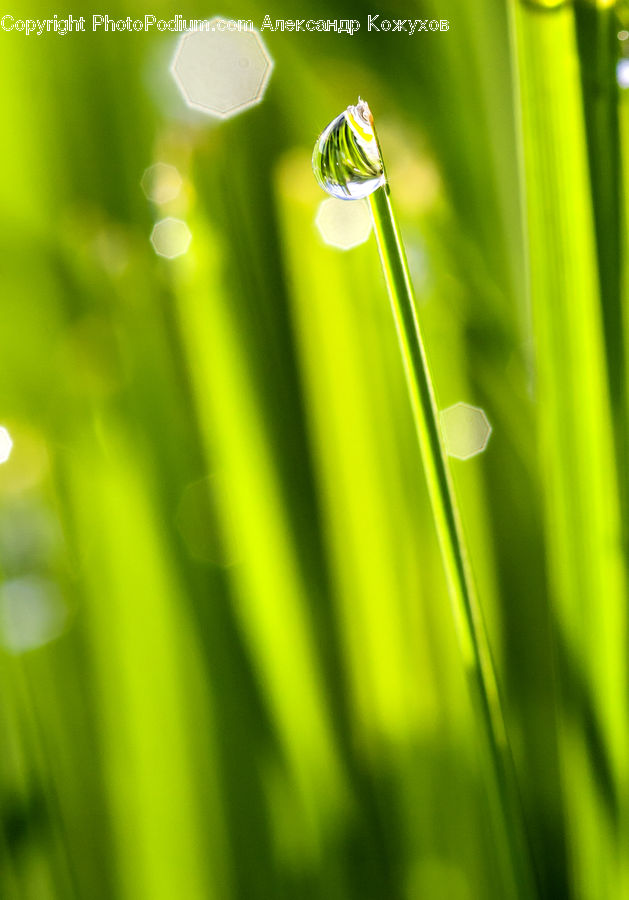 Droplet, Field, Grass, Grassland, Plant, Blossom, Flora