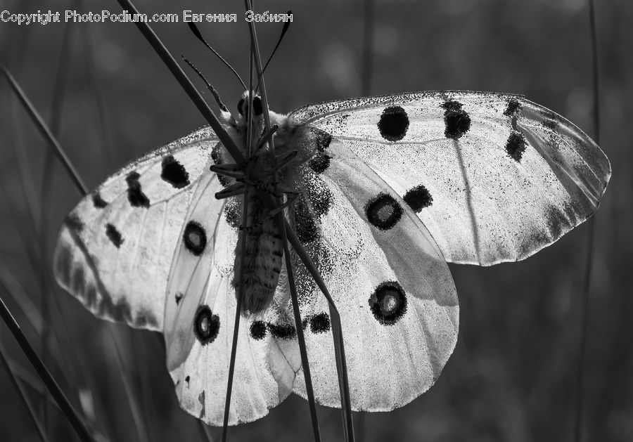 Butterfly, Insect, Invertebrate, Moth, Umbrella