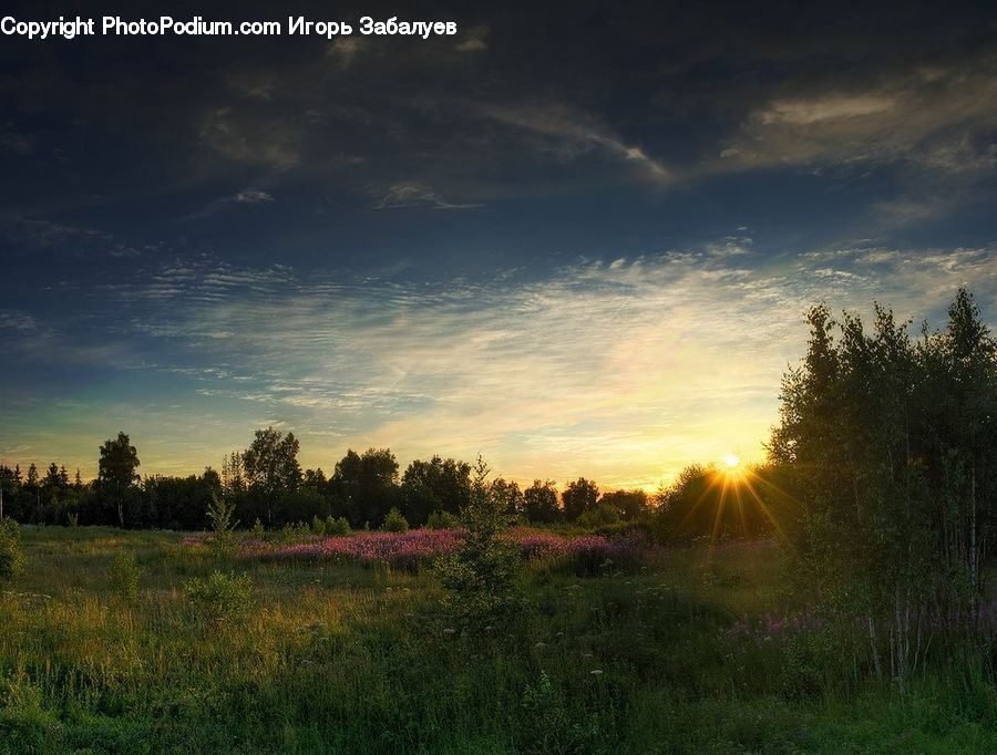 Field, Grass, Grassland, Land, Outdoors, Dirt Road, Gravel