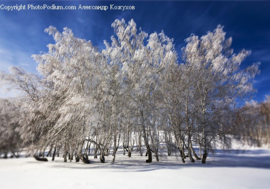 Birch, Tree, Wood, Plant, Ice, Outdoors, Snow