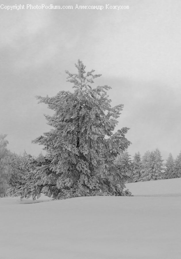 Plant, Tree, Ice, Outdoors, Snow, Conifer, Fir