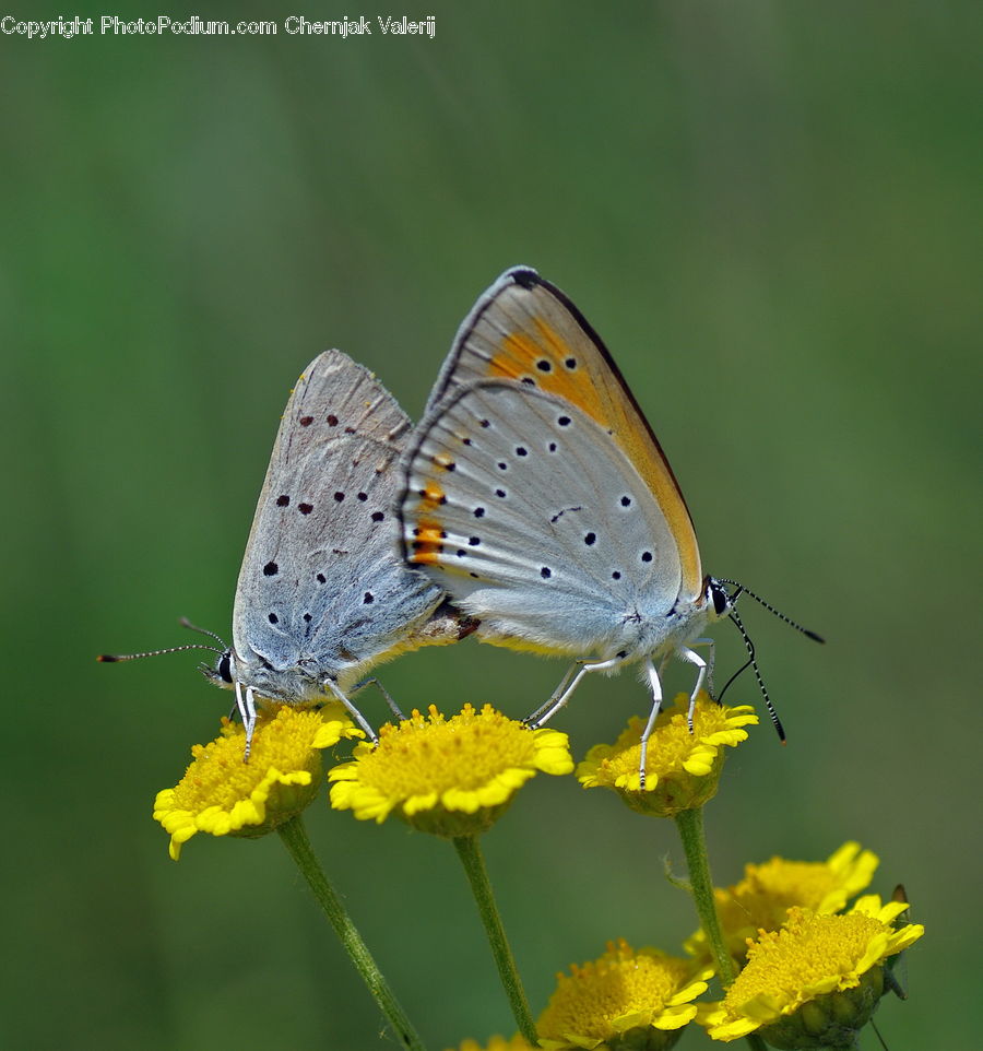 Butterfly, Insect, Invertebrate, Moth