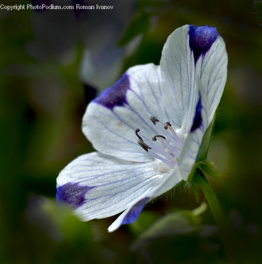 Blossom, Flora, Flower, Geranium, Plant, Fiber, Flax