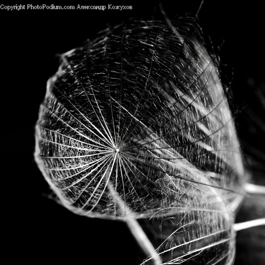 Arachnid, Argiope, Garden Spider, Insect, Spider