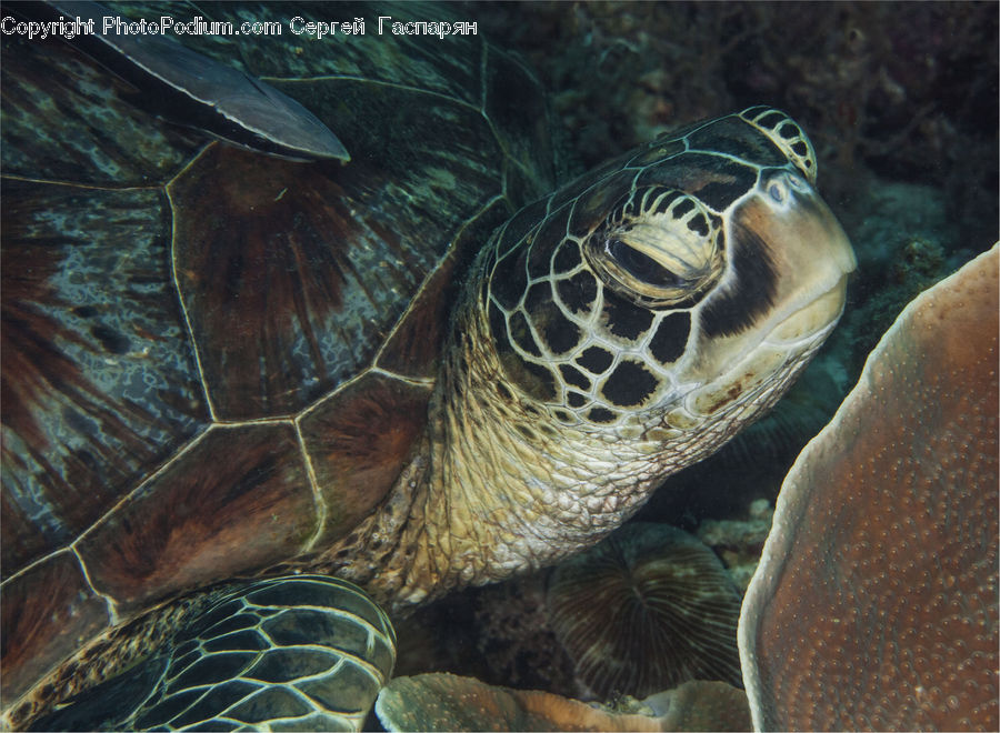 Reptile, Sea Life, Sea Turtle, Tortoise, Turtle