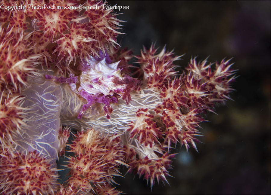 Coral Reef, Outdoors, Reef, Sea, Sea Life, Water, Feather Boa