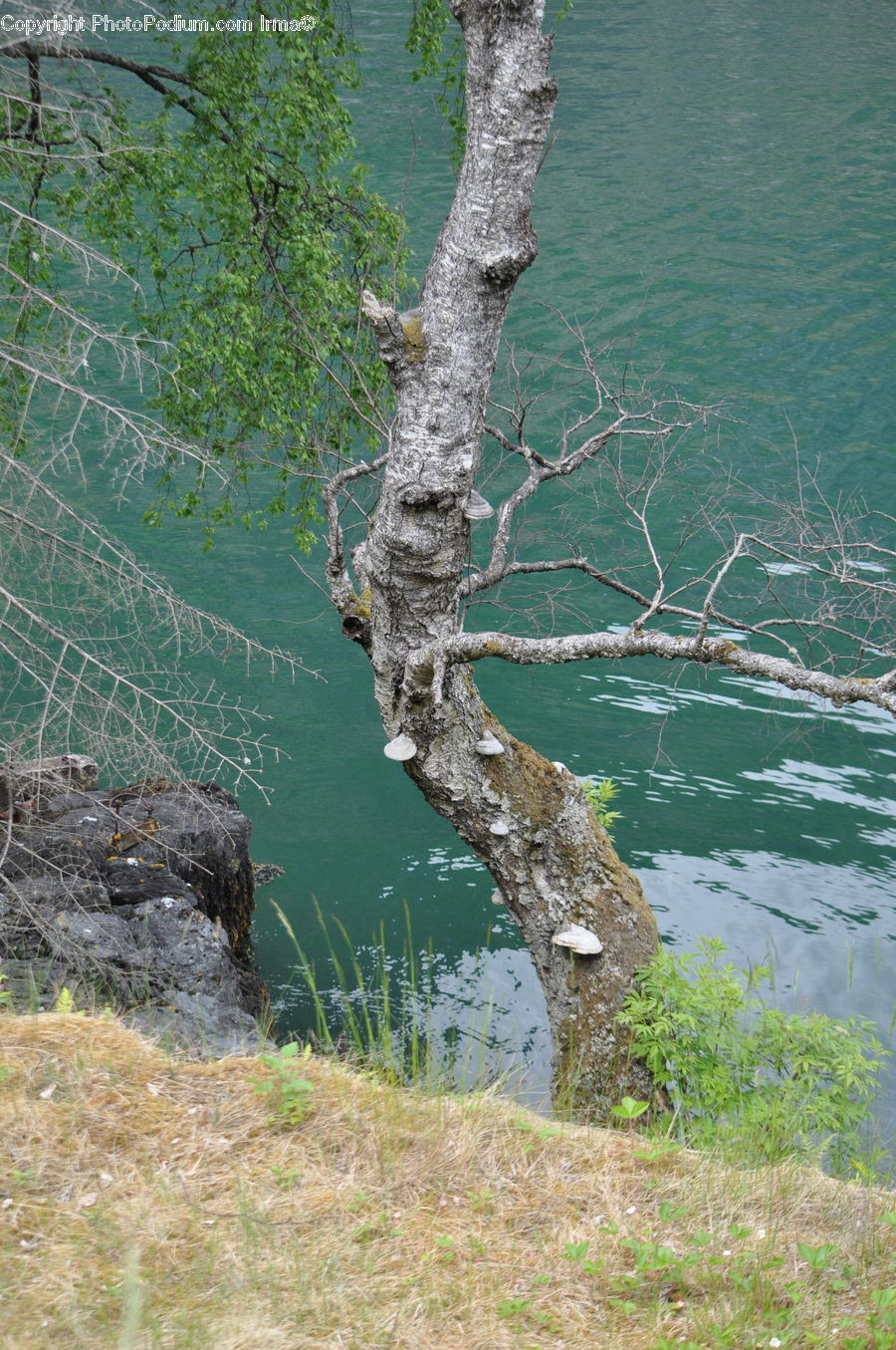 Birch, Tree, Wood, Conifer, Fir, Plant, Outdoors