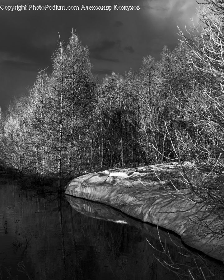 Grass, Plant, Reed, Water, Tree, Outdoors, Birch