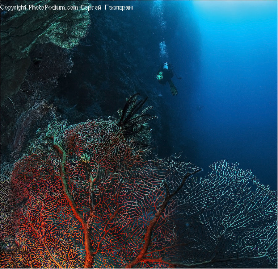 Coral Reef, Outdoors, Reef, Sea, Sea Life, Water