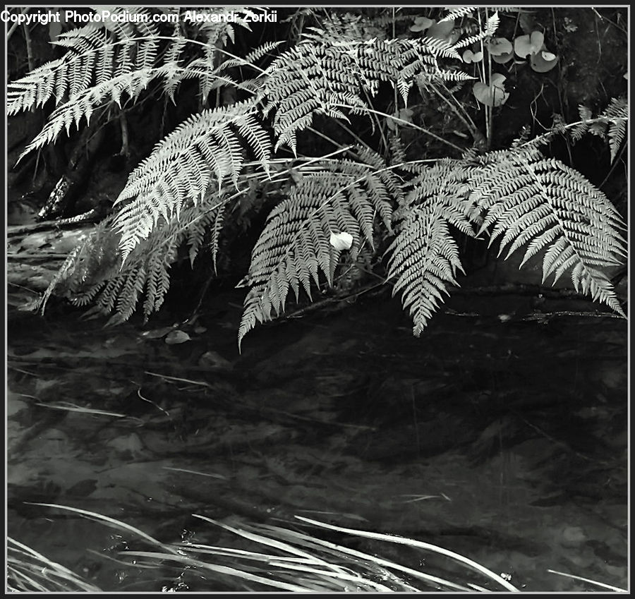 Fern, Plant, Arecaceae, Palm Tree, Tree, Asphalt, Tarmac