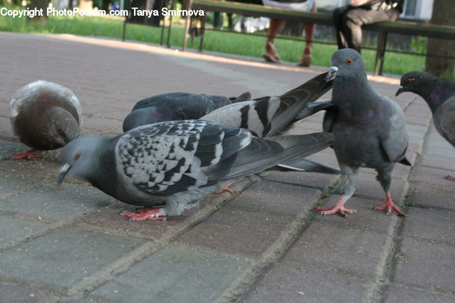 Bird, Pigeon, Dove