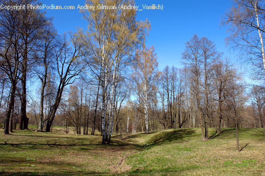 Forest, Grove, Land, Birch, Tree, Wood, Vegetation