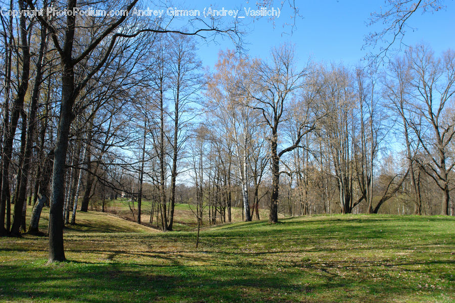 Field, Grass, Grassland, Land, Outdoors, Forest, Grove