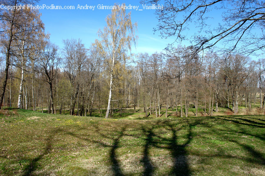 Forest, Grove, Land, Birch, Tree, Wood, Field