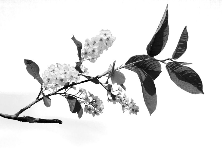 Blossom, Flora, Flower, Plant, Cherry Blossom, Orchid, Acanthaceae