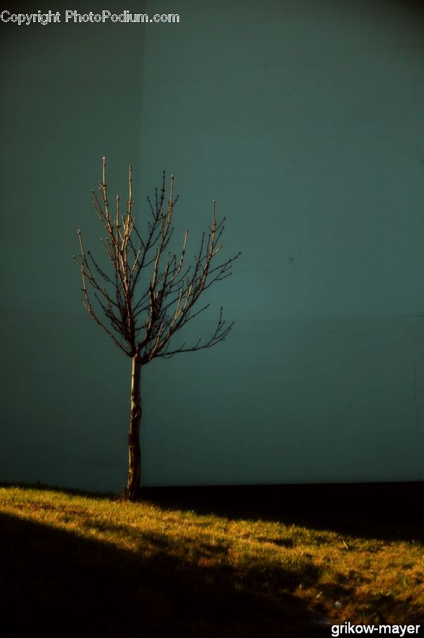Plant, Tree, Conifer, Fir, Bush, Vegetation, Outdoors