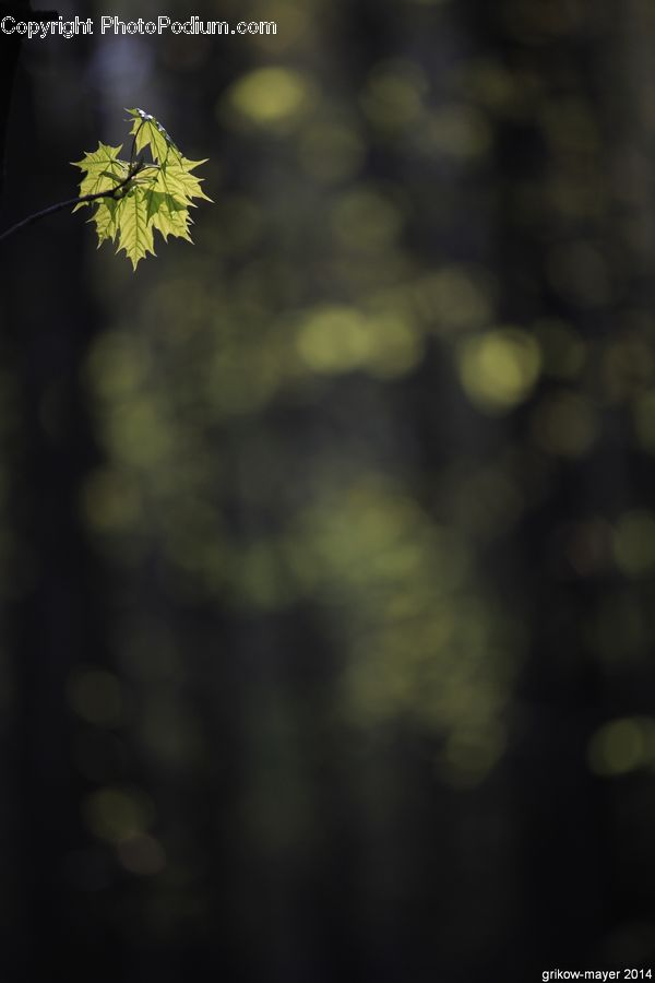 Conifer, Fir, Plant, Tree, Blossom, Flora, Flower