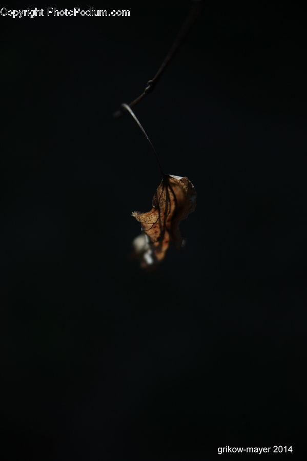 Cockroach, Insect, Invertebrate, Cricket Insect, Grasshopper