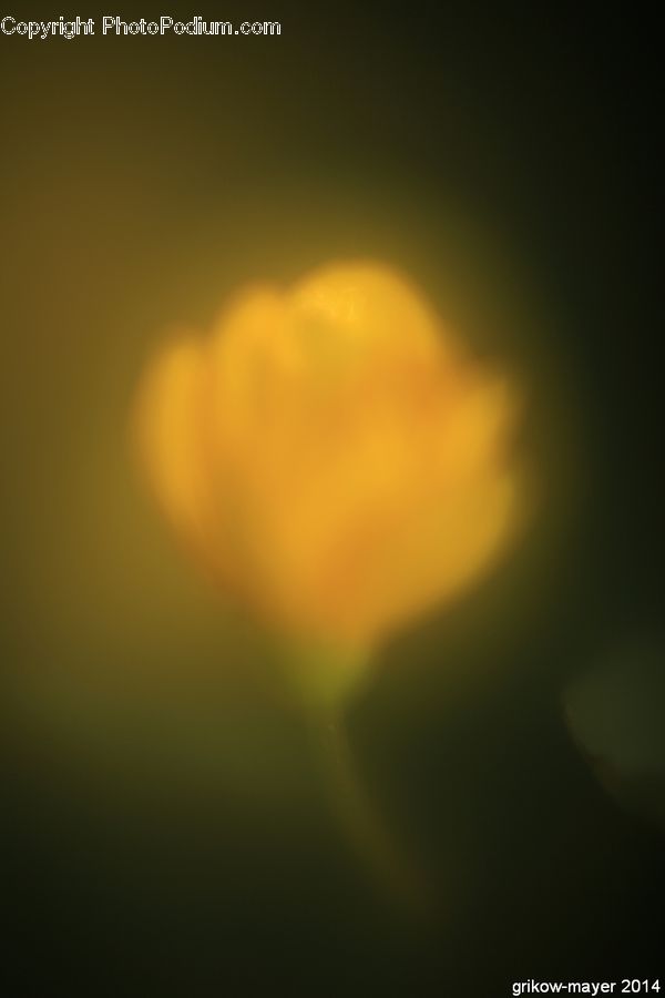 Light, Blossom, Crocus, Flora, Flower, Plant, Field