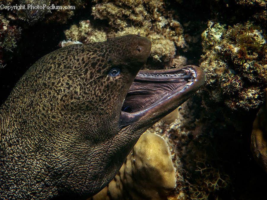 Eel, Fish, Sea Life, Coral Reef, Outdoors, Reef, Sea