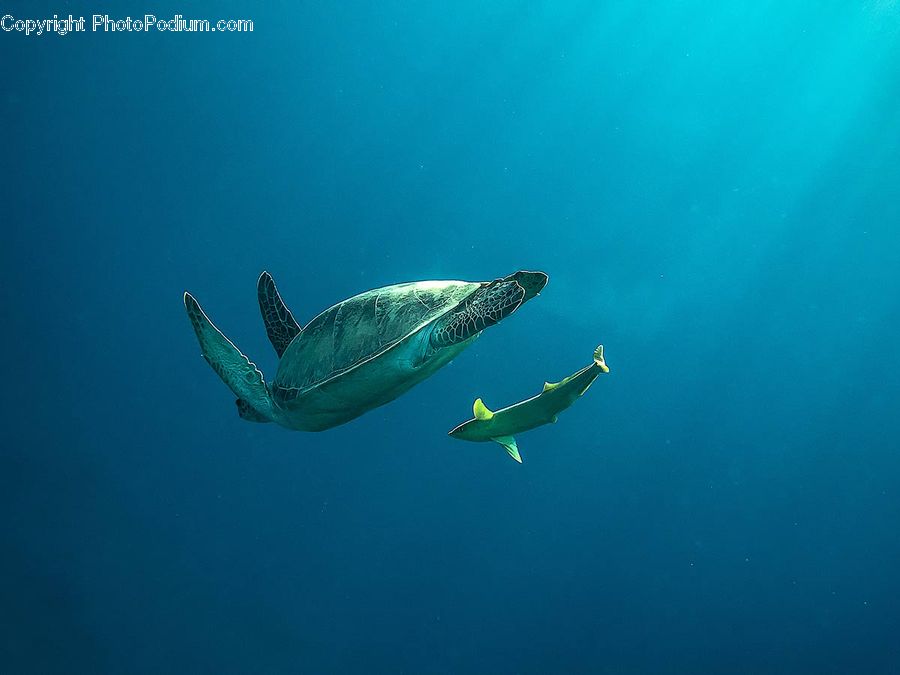Fish, Sea Life, Shark, Reptile, Sea Turtle, Tortoise, Turtle