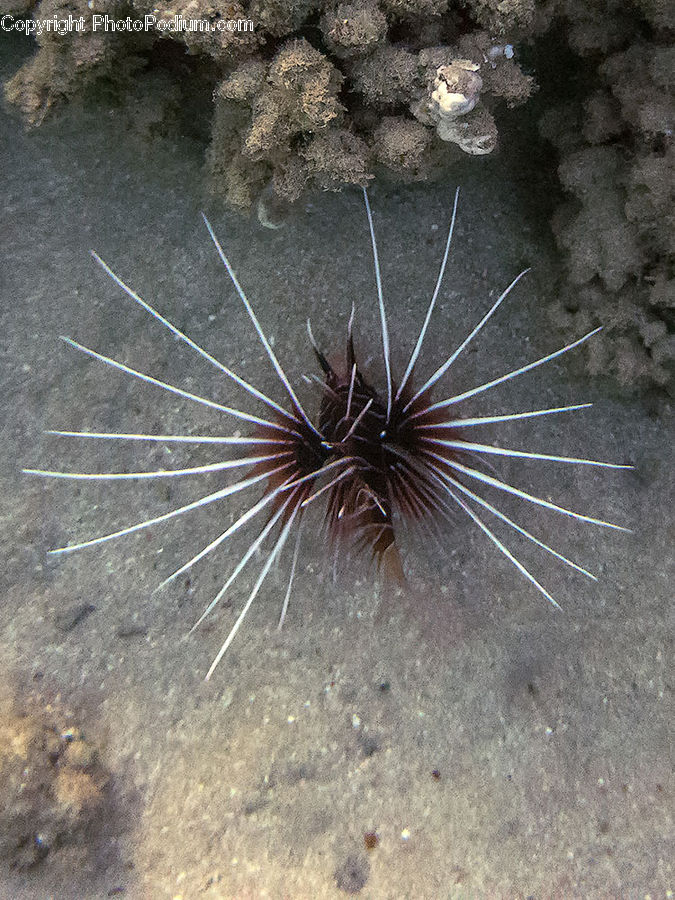 Sea Life, Urchin, Invertebrate, Sea Anemone, Outdoors, Sand, Soil