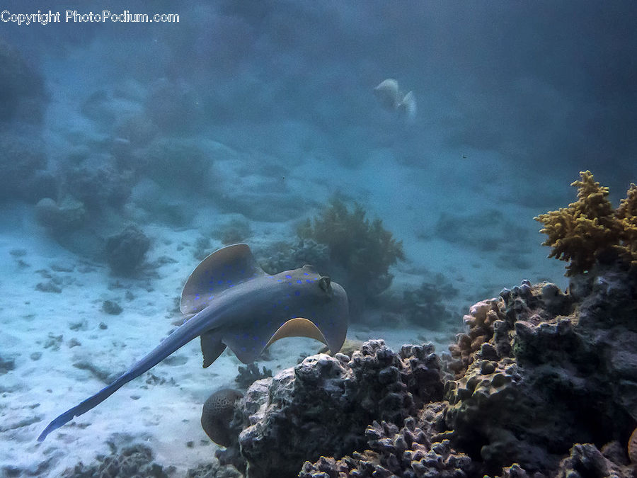 Coral Reef, Outdoors, Reef, Sea, Sea Life, Water, Animal