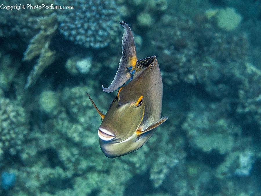 Fish, Sea Life, Surgeonfish, Coral Reef, Outdoors, Reef, Sea