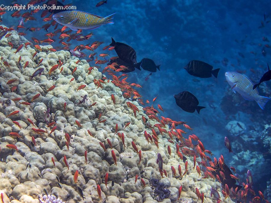Fish, Sea Life, Coral Reef, Outdoors, Reef, Sea, Water