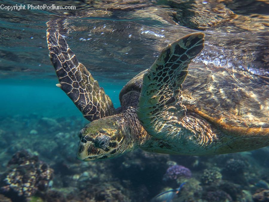 Reptile, Sea Life, Tortoise, Turtle, Sea Turtle
