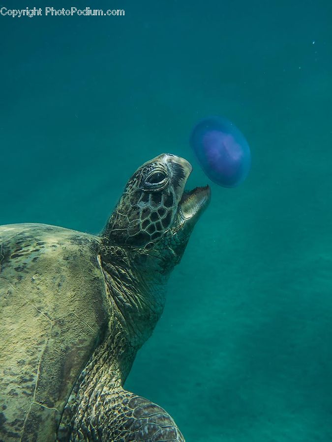 Reptile, Sea Life, Tortoise, Turtle, Animal, Mammal, Sea Lion