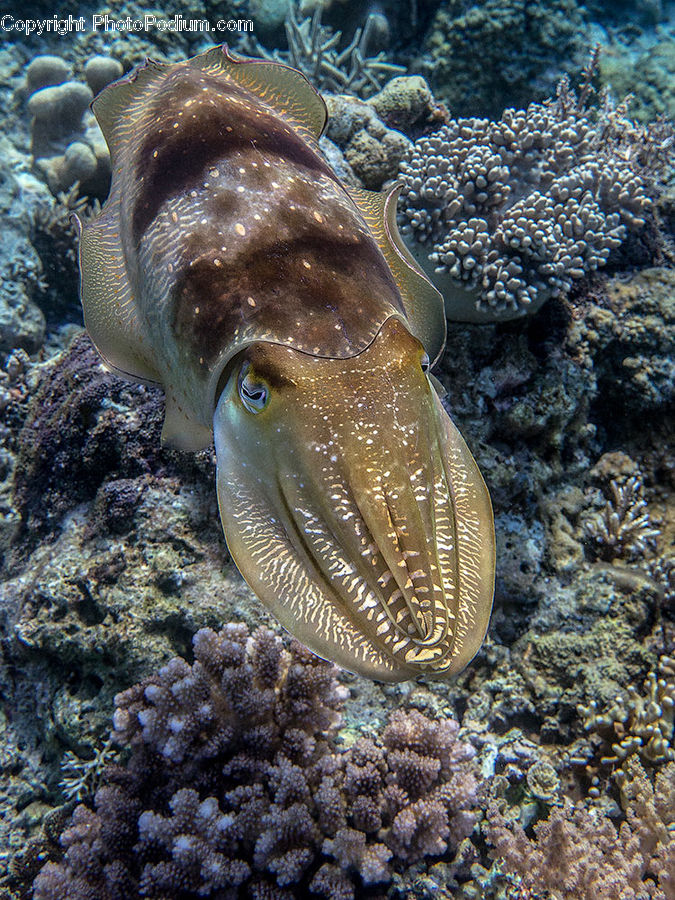 Coral Reef, Outdoors, Reef, Sea, Sea Life, Water, Fish