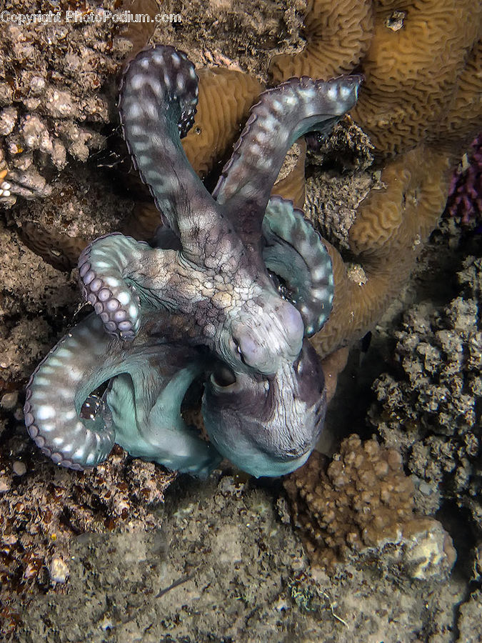 Alcyonacea, Brain Coral, Coral Reef, Invertebrate, Reef, Sea Life, Boot