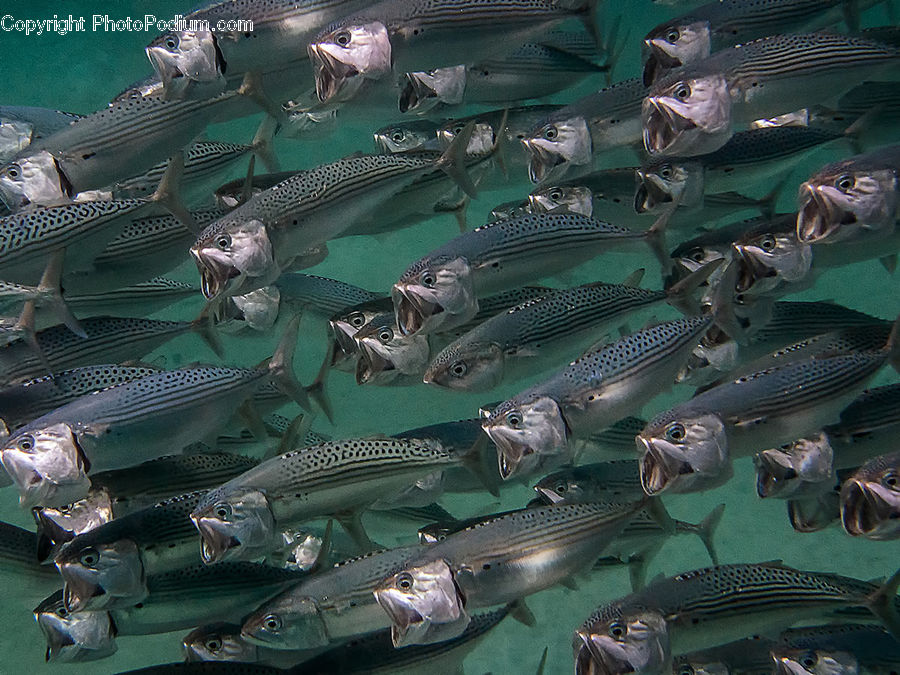 Fish, Sea Life, Shark, Cod