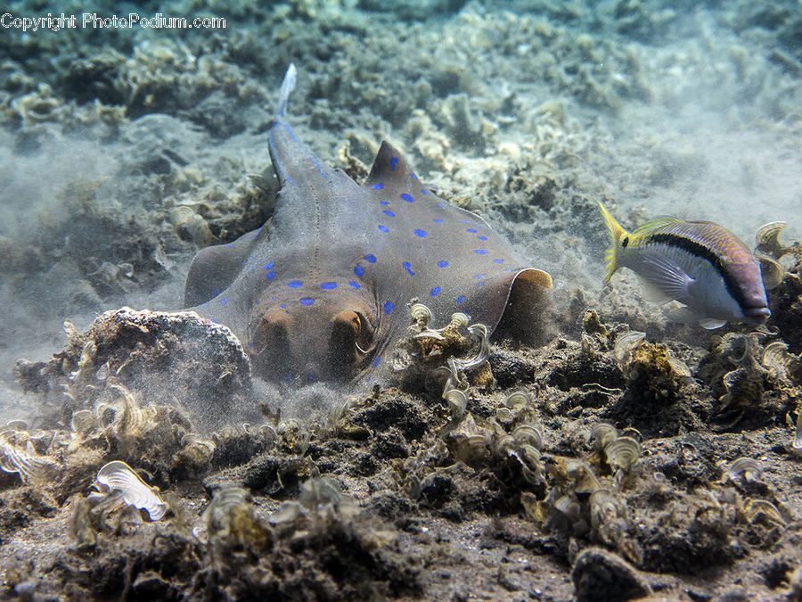 Clam, Seashell, Fish, Sea Life, Surgeonfish, Coral Reef, Outdoors