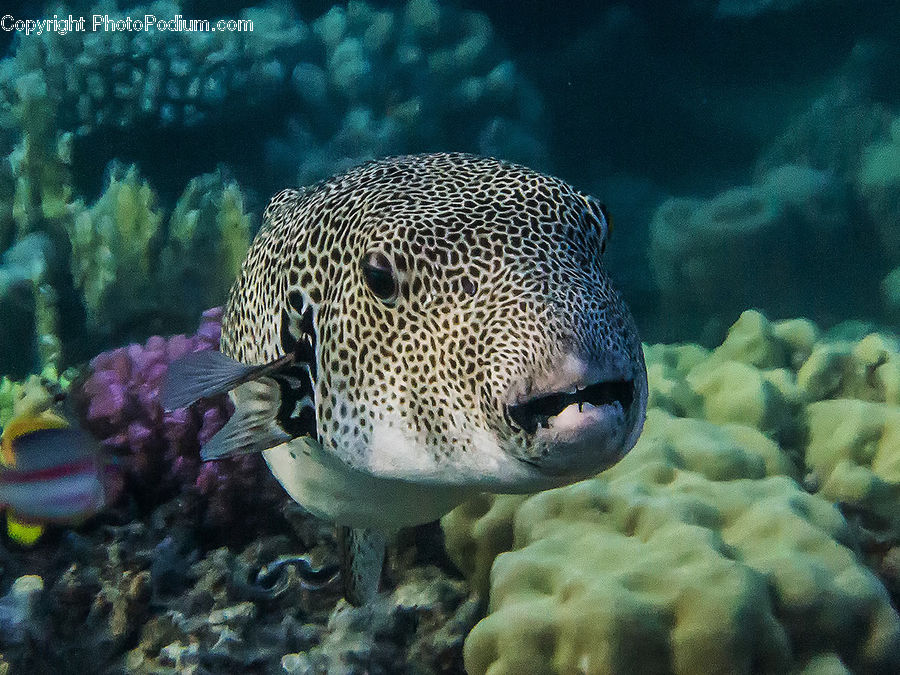 Fish, Puffer, Sea Life, Coral Reef, Outdoors, Reef, Sea