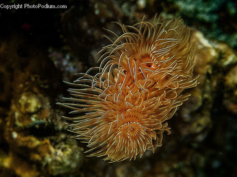 Coral Reef, Outdoors, Reef, Sea, Sea Life, Water, Invertebrate