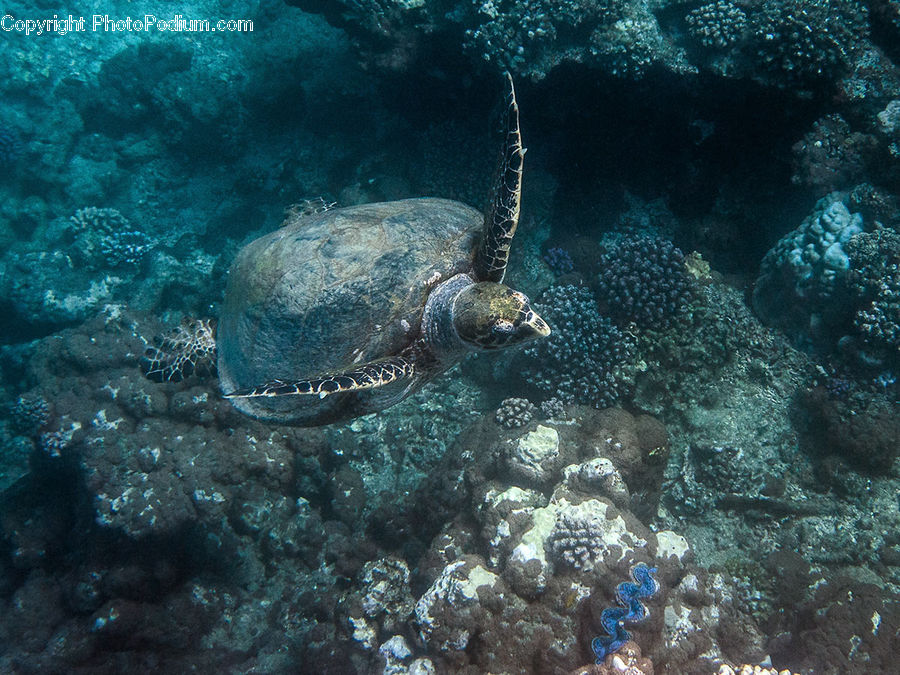 Coral Reef, Outdoors, Reef, Sea, Sea Life, Water, Reptile