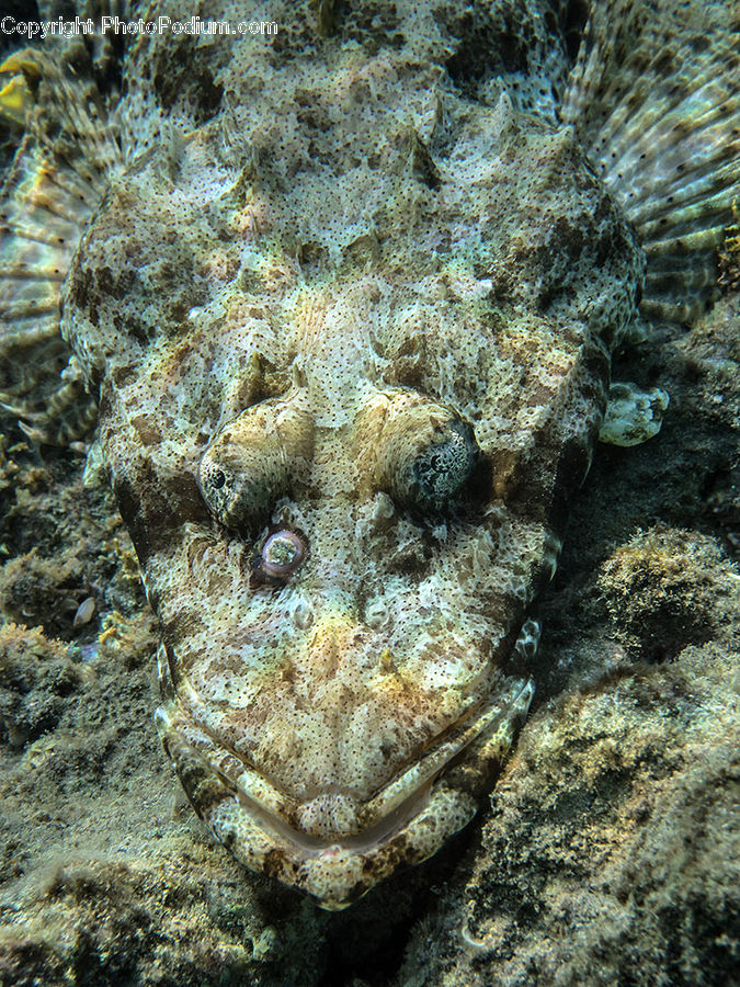 Fish, Flounder, Halibut, Sea Life, Coral Reef, Outdoors, Reef