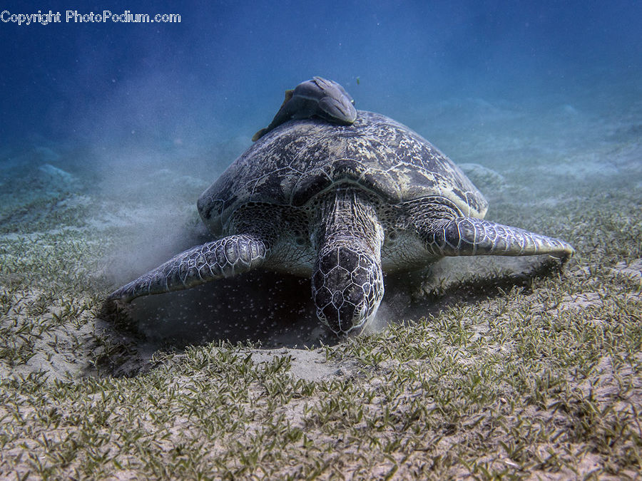 Reptile, Sea Life, Tortoise, Turtle, Sea Turtle, Conch, Invertebrate