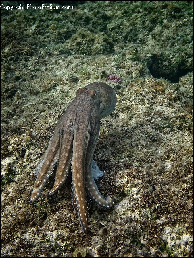 Eel, Fish, Sea Life, Coral Reef, Outdoors, Reef, Sea