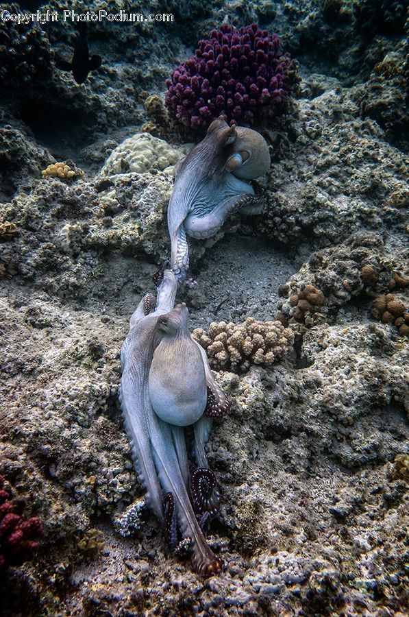Coral Reef, Outdoors, Reef, Sea, Sea Life, Water, Bird