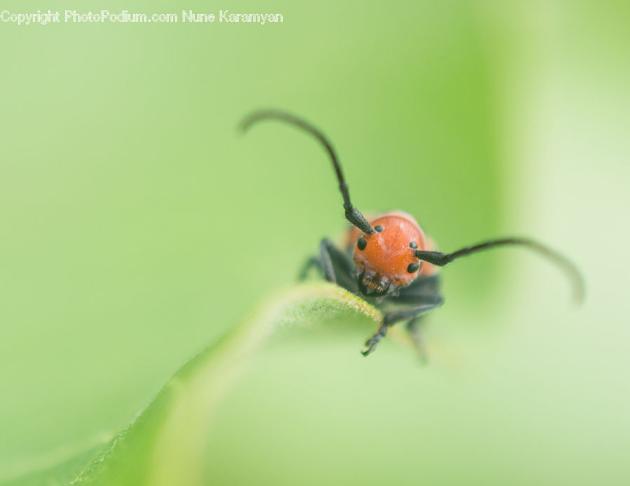 Ant, Insect, Invertebrate, Arachnid, Garden Spider, Spider, Crawling