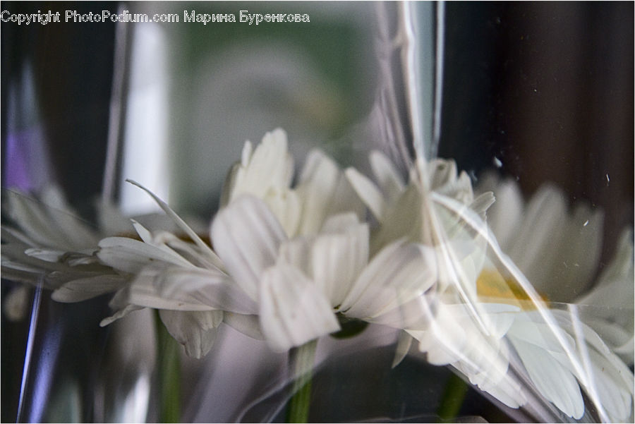 Daisies, Daisy, Flower, Plant, Anther, Petal, Amaryllis