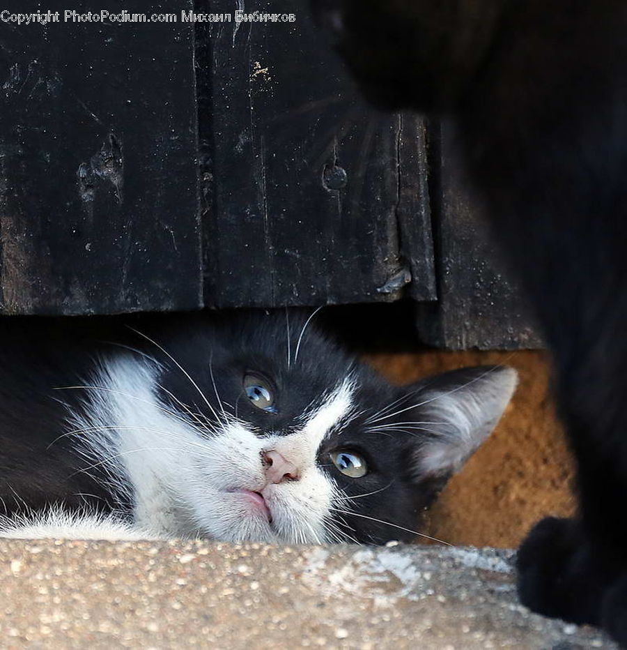 Animal, Cat, Kitten, Mammal, Pet, Manx, Coast