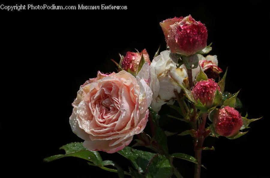 Blossom, Flower, Plant, Rose, Peony, Flora, Flower Arrangement